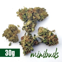 Critical Haze Mini Buds